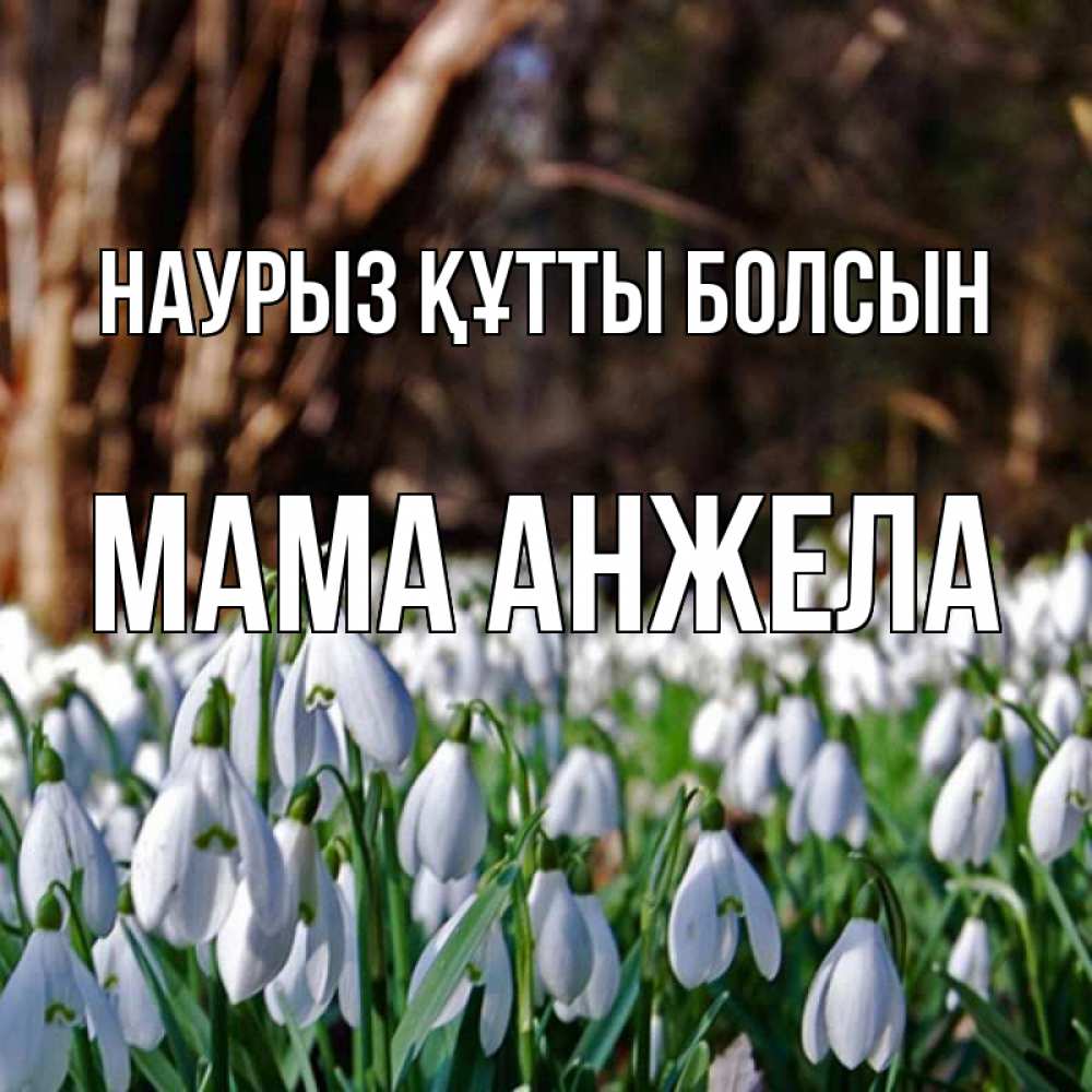 Открытка на каждый день с именем, Мама-Анжела Наурыз құтты болсын с подснежниками 1 Прикольная открытка с пожеланием онлайн скачать бесплатно 