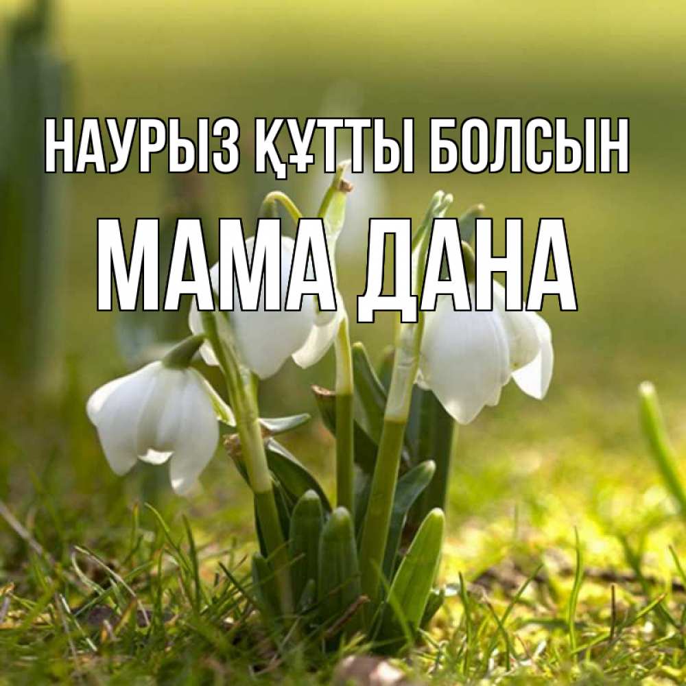 Открытка на каждый день с именем, Мама-Дана Наурыз құтты болсын ранние цветы 2 Прикольная открытка с пожеланием онлайн скачать бесплатно 