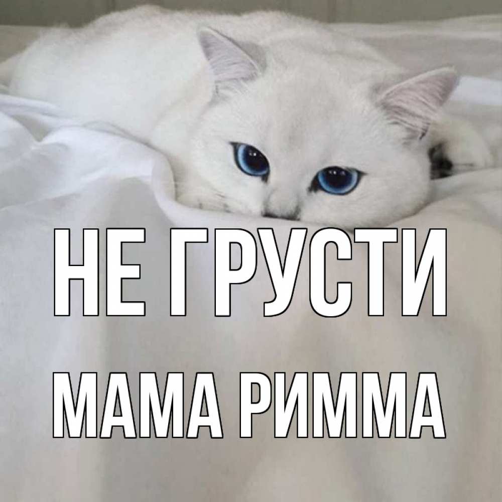 Открытка на каждый день с именем, Мама-Римма Не грусти белый кот с голубыми глазами на белоснежной кровати Прикольная открытка с пожеланием онлайн скачать бесплатно 