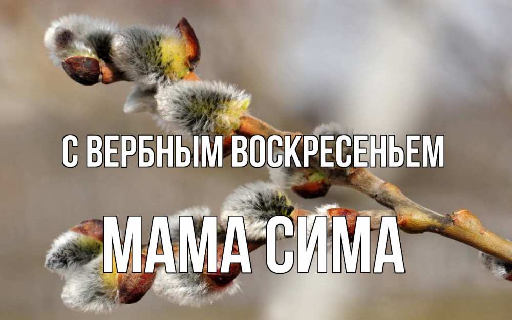 Открытка на каждый день с именем, Мама-Сима С вербным воскресеньем Верба Прикольная открытка с пожеланием онлайн скачать бесплатно 