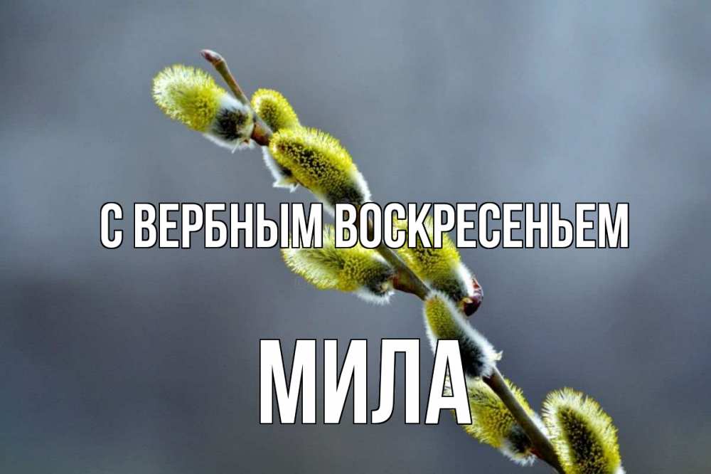 Открытка на каждый день с именем, Мила С вербным воскресеньем верба Прикольная открытка с пожеланием онлайн скачать бесплатно 