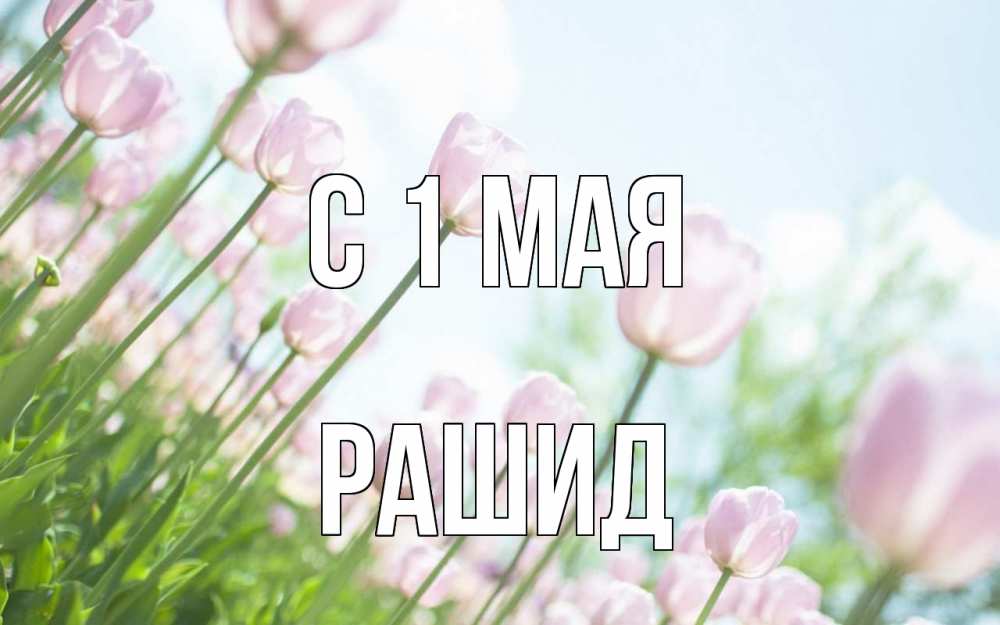 Открытка на каждый день с именем, Рашид С 1 мая С 1 мая Прикольная открытка с пожеланием онлайн скачать бесплатно 