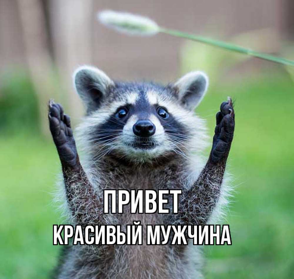 Открытка на каждый день с именем, Красивый-мужчина Привет животные Прикольная открытка с пожеланием онлайн скачать бесплатно 