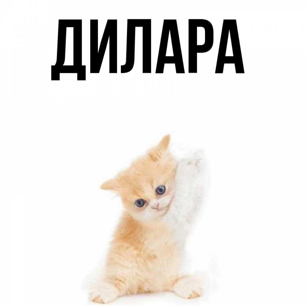 Открытка на каждый день с именем, Дилара Главная просящий кот Прикольная открытка с пожеланием онлайн скачать бесплатно 