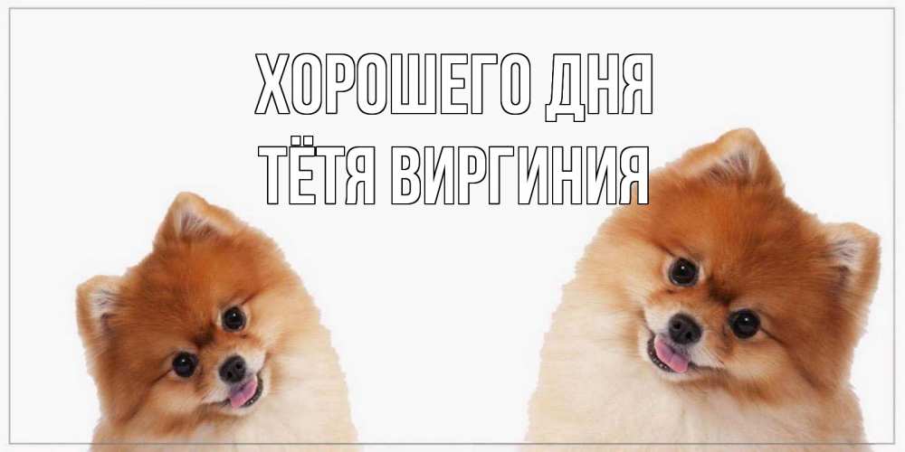 Открытка на каждый день с именем, Тётя-Виргиния Хорошего дня собачки желают прекрасного дня Прикольная открытка с пожеланием онлайн скачать бесплатно 