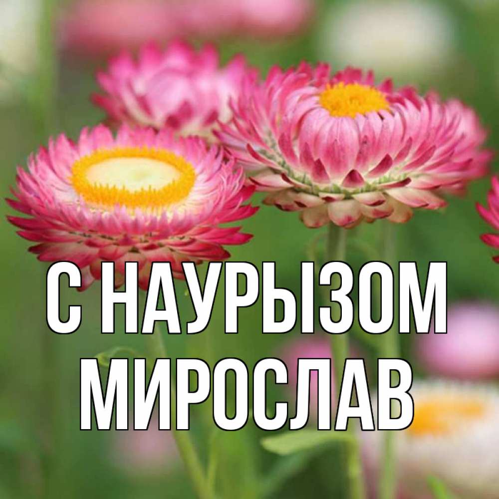 Открытка на каждый день с именем, Мирослав С наурызом подарок на международный женский день Прикольная открытка с пожеланием онлайн скачать бесплатно 