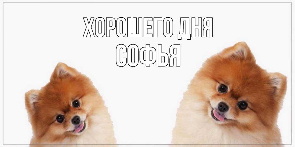 Открытка на каждый день с именем, Софья Хорошего дня собачки желают прекрасного дня Прикольная открытка с пожеланием онлайн скачать бесплатно 