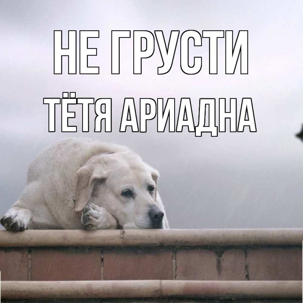 Открытка на каждый день с именем, Тётя-Ариадна Не грусти белый пес 1 Прикольная открытка с пожеланием онлайн скачать бесплатно 