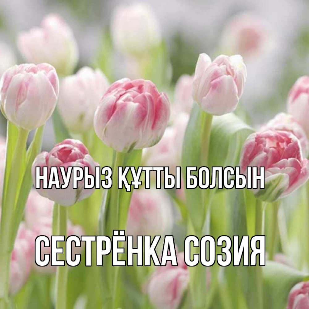 Открытка на каждый день с именем, Сестрёнка-Созия Наурыз құтты болсын цветы Прикольная открытка с пожеланием онлайн скачать бесплатно 