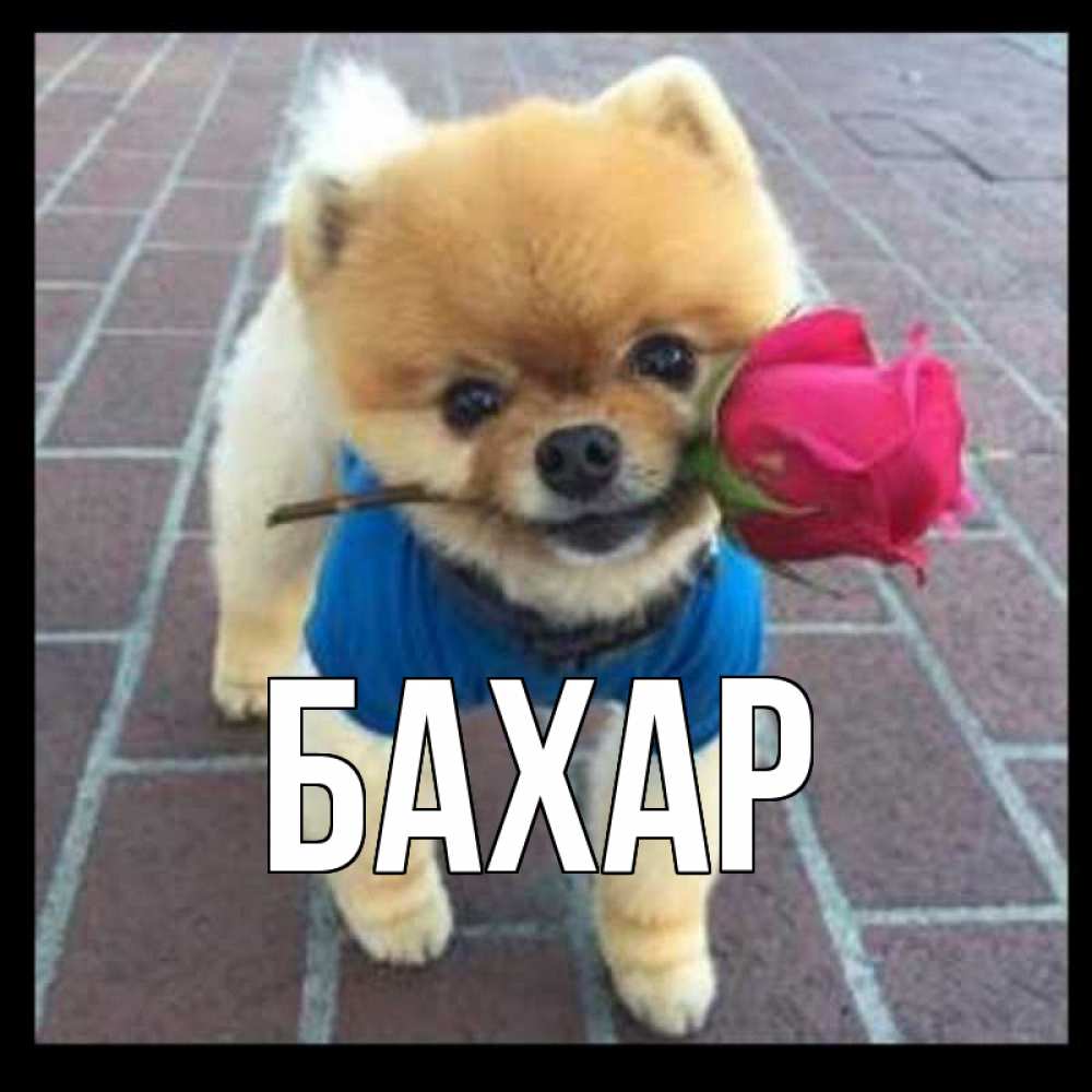 Открытка на каждый день с именем, Бахар Главная спасибо и дарю тебе цветок Прикольная открытка с пожеланием онлайн скачать бесплатно 