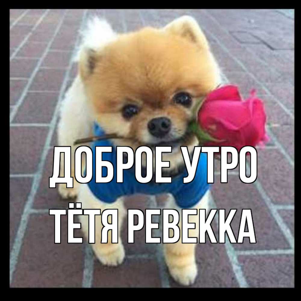 Открытка на каждый день с именем, Тётя-Ревекка Доброе утро роза в зубах Прикольная открытка с пожеланием онлайн скачать бесплатно 