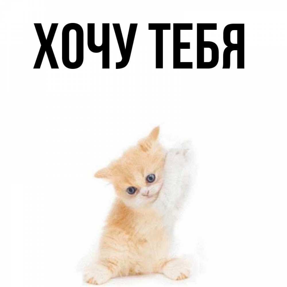 Открытка на каждый день с именем, Хочу-тебя Главная просящий кот Прикольная открытка с пожеланием онлайн скачать бесплатно 