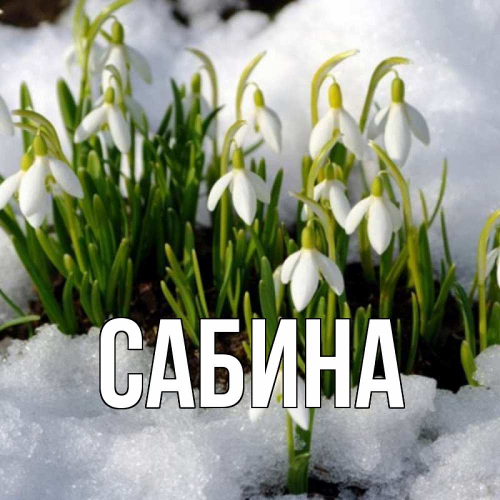 Открытка на каждый день с именем, Сабина Главная цветы весенние Прикольная открытка с пожеланием онлайн скачать бесплатно 
