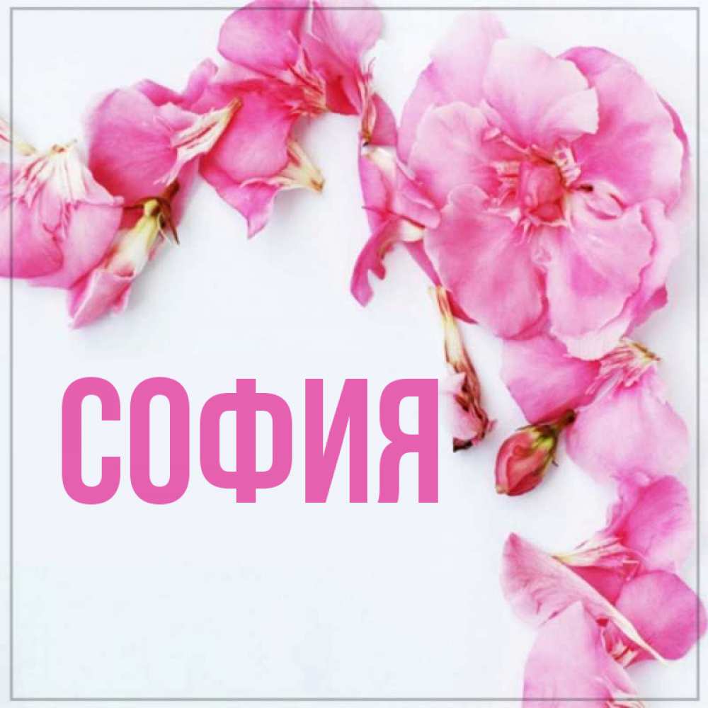 Открытка на каждый день с именем, София Главная Красивая открытка для поздравления с днем рождения Прикольная открытка с пожеланием онлайн скачать бесплатно 