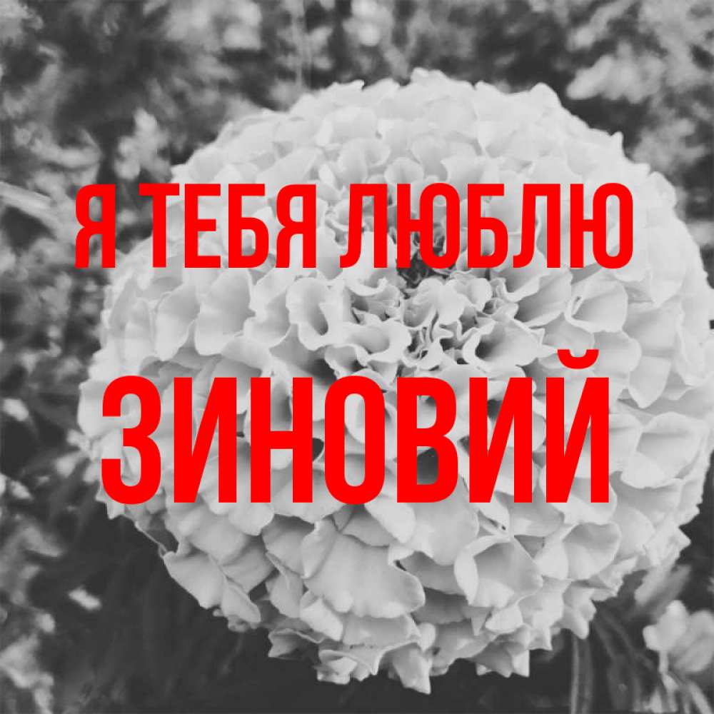 Открытка на каждый день с именем, Зиновий Я тебя люблю подпись Прикольная открытка с пожеланием онлайн скачать бесплатно 