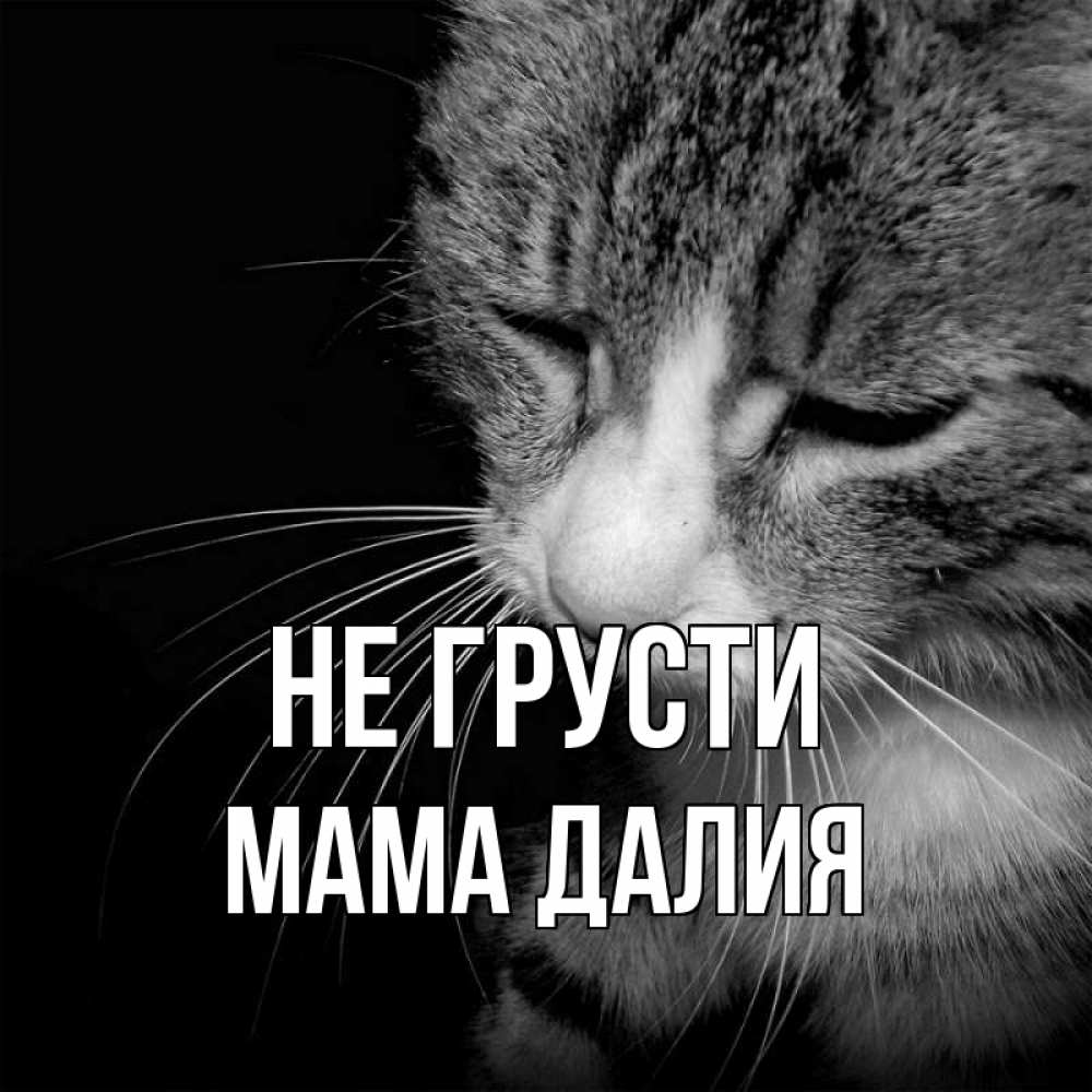 Открытка на каждый день с именем, Мама-Далия Не грусти грустный котик Прикольная открытка с пожеланием онлайн скачать бесплатно 
