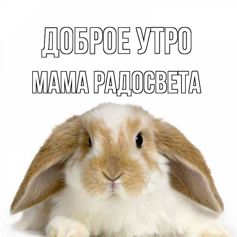 Открытка на каждый день с именем, Мама-Радосвета Доброе утро прикольные открытки на каждый день Прикольная открытка с пожеланием онлайн скачать бесплатно 