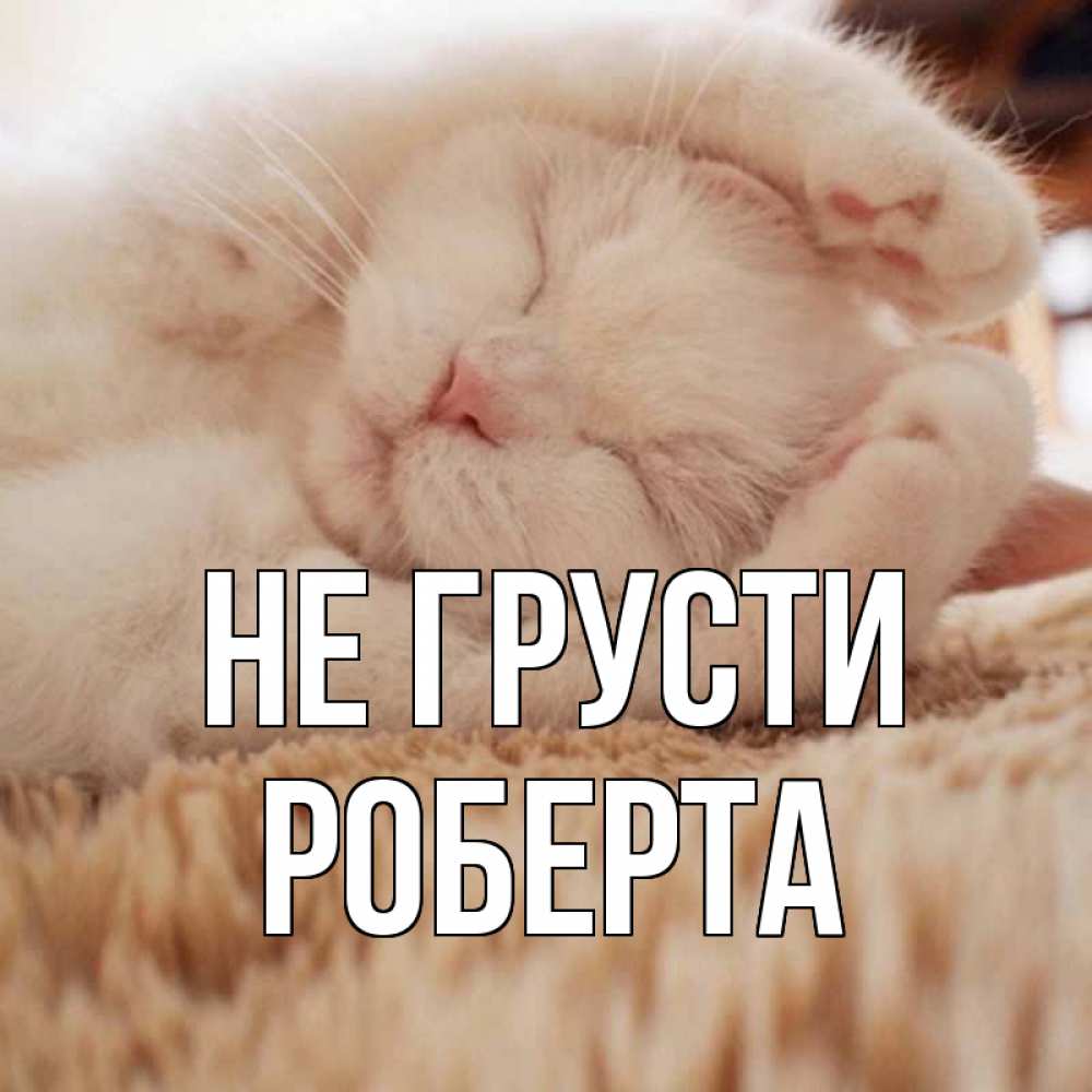 Открытка на каждый день с именем, Роберта Не грусти белый кот Прикольная открытка с пожеланием онлайн скачать бесплатно 