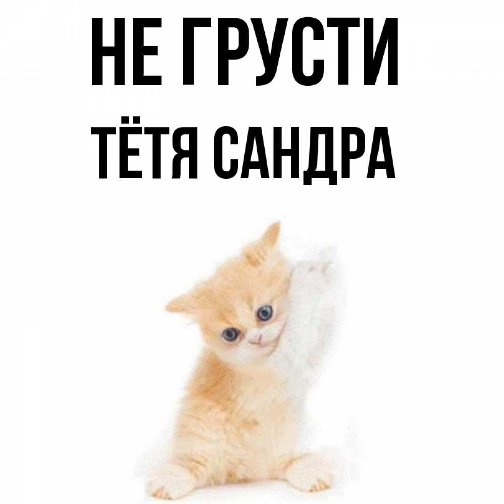 Открытка на каждый день с именем, Тётя-Сандра Не грусти просящий кот Прикольная открытка с пожеланием онлайн скачать бесплатно 