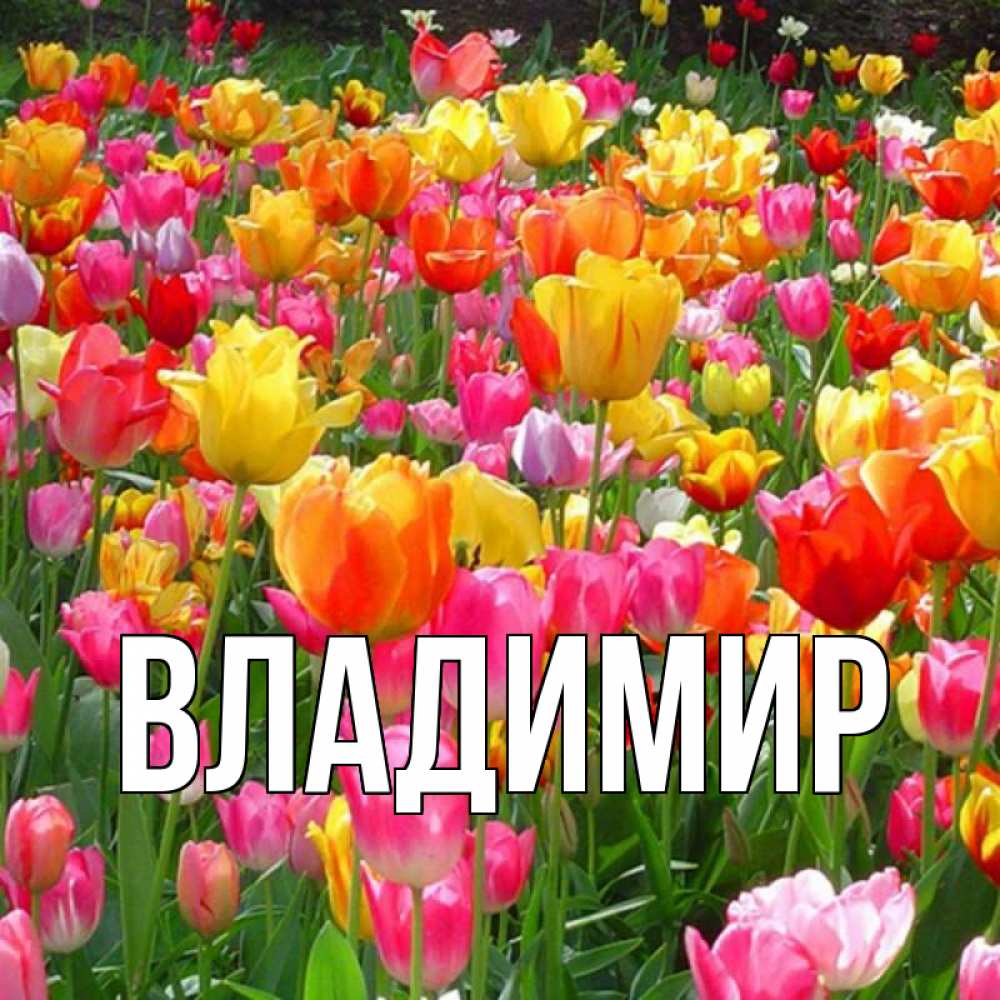 Открытка на каждый день с именем, Владимир Главная на международный женский день Прикольная открытка с пожеланием онлайн скачать бесплатно 