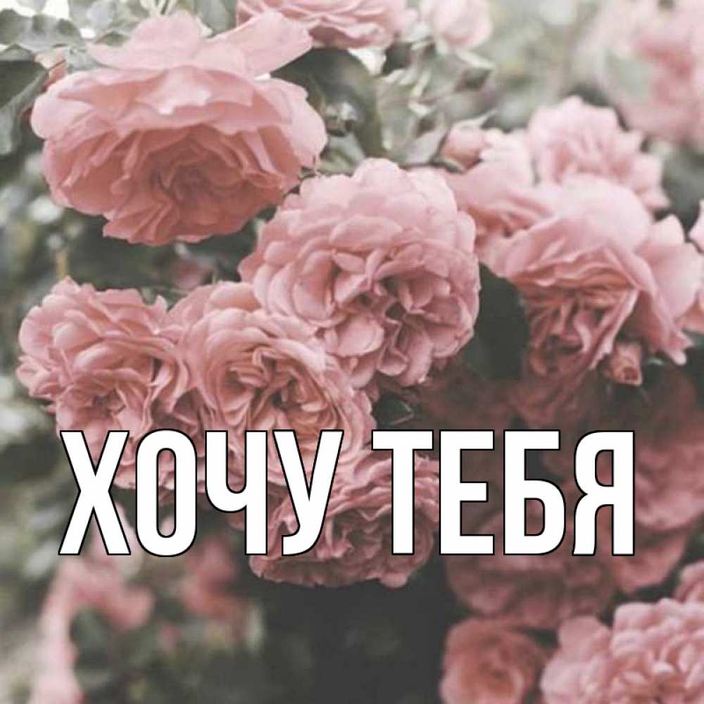 Открытка на каждый день с именем, Хочу-тебя Главная розы 3 Прикольная открытка с пожеланием онлайн скачать бесплатно 