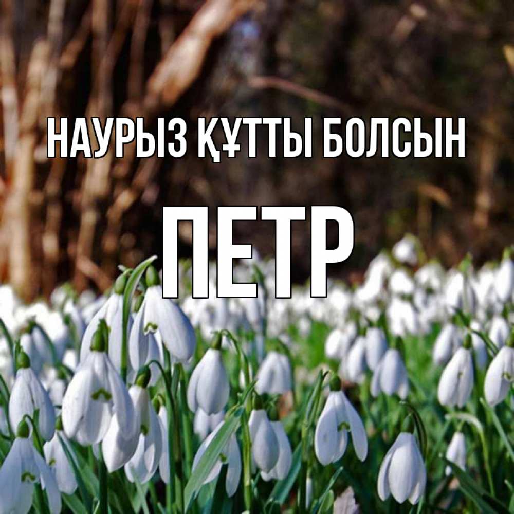 Открытка на каждый день с именем, Петр Наурыз құтты болсын с подснежниками 1 Прикольная открытка с пожеланием онлайн скачать бесплатно 
