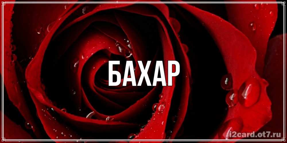 Открытка на каждый день с именем, Бахар Главная крупная бордовая роза Прикольная открытка с пожеланием онлайн скачать бесплатно 