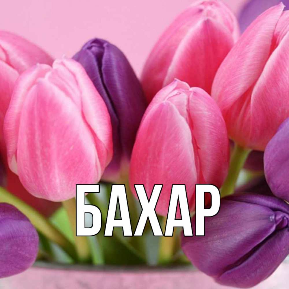Картинка  с именем , Бахар