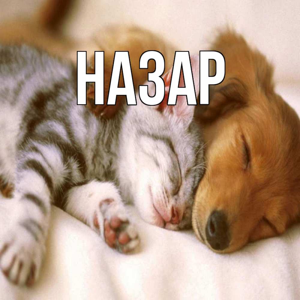 Открытка на каждый день с именем, Назар Главная пес и котенок Прикольная открытка с пожеланием онлайн скачать бесплатно 