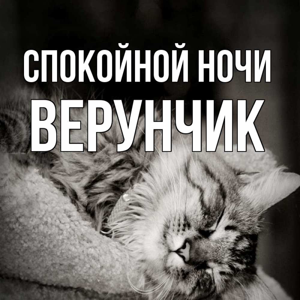 Открытка на каждый день с именем, ВЕРУНЧИК Спокойной ночи котярик пушистый Прикольная открытка с пожеланием онлайн скачать бесплатно 