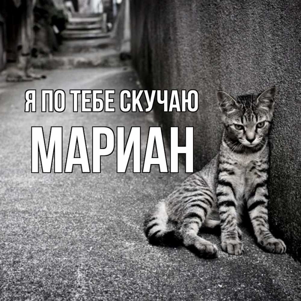 Открытка на каждый день с именем, Мариан Я по тебе скучаю одиноко котику Прикольная открытка с пожеланием онлайн скачать бесплатно 