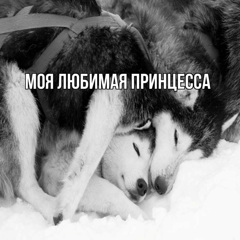 Открытка на каждый день с именем, Моя-Любимая-Принцесса Главная собачки в упряжке Прикольная открытка с пожеланием онлайн скачать бесплатно 