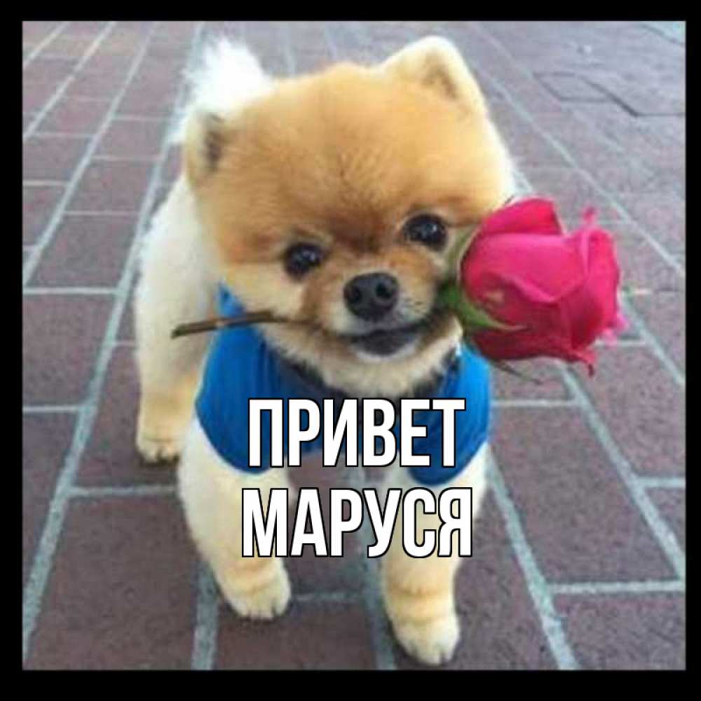 Открытка на каждый день с именем, Маруся Привет роза в зубах у собаки Прикольная открытка с пожеланием онлайн скачать бесплатно 