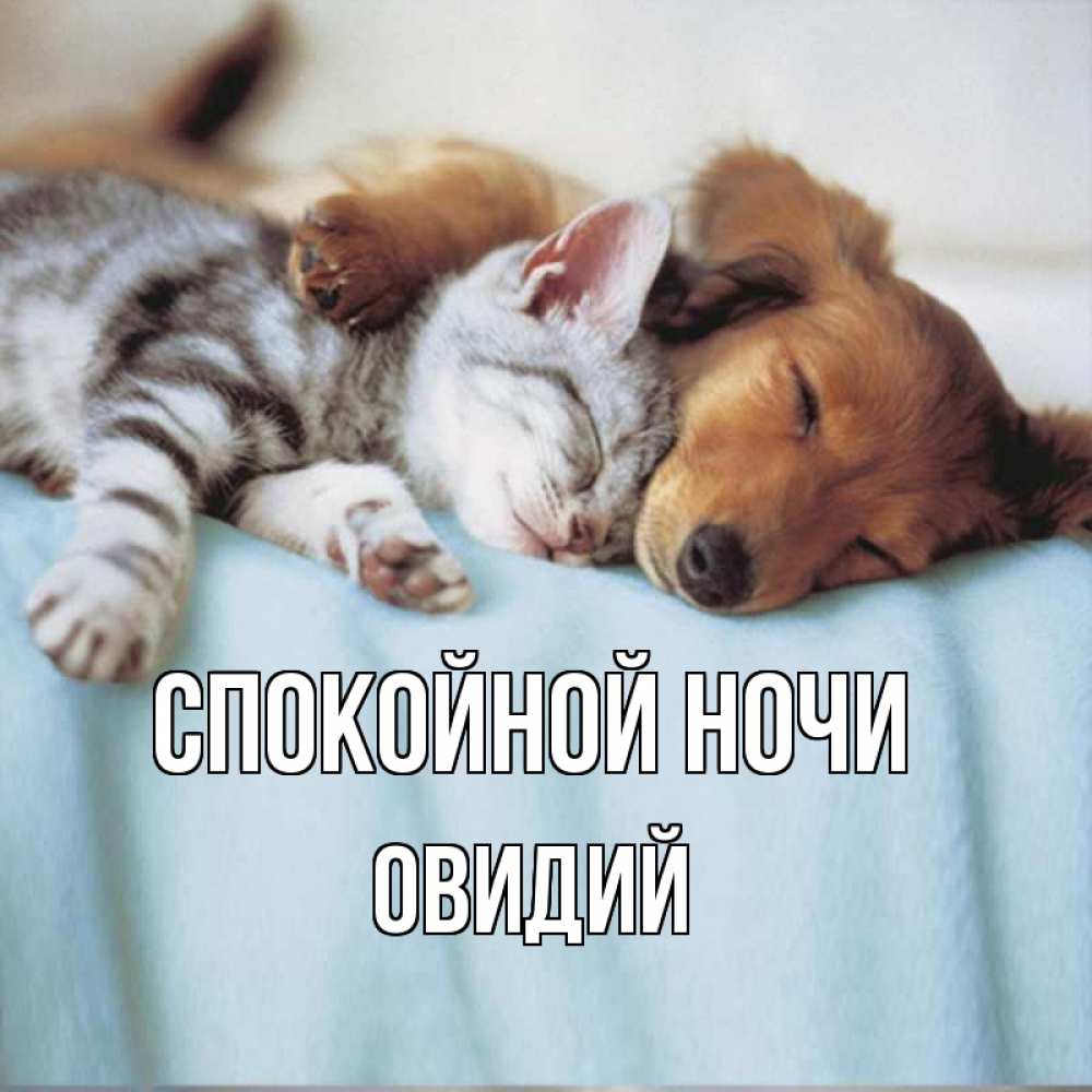 Открытка на каждый день с именем, Овидий Спокойной ночи с животными Прикольная открытка с пожеланием онлайн скачать бесплатно 