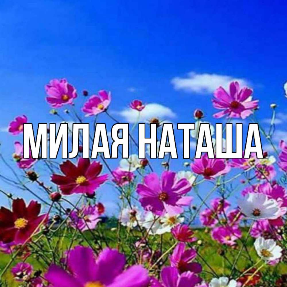 Цвет наташа