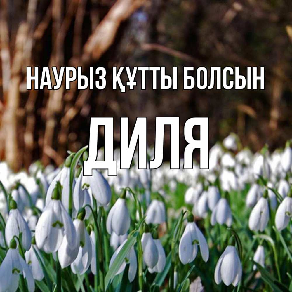Открытка на каждый день с именем, Диля Наурыз құтты болсын с подснежниками 1 Прикольная открытка с пожеланием онлайн скачать бесплатно 