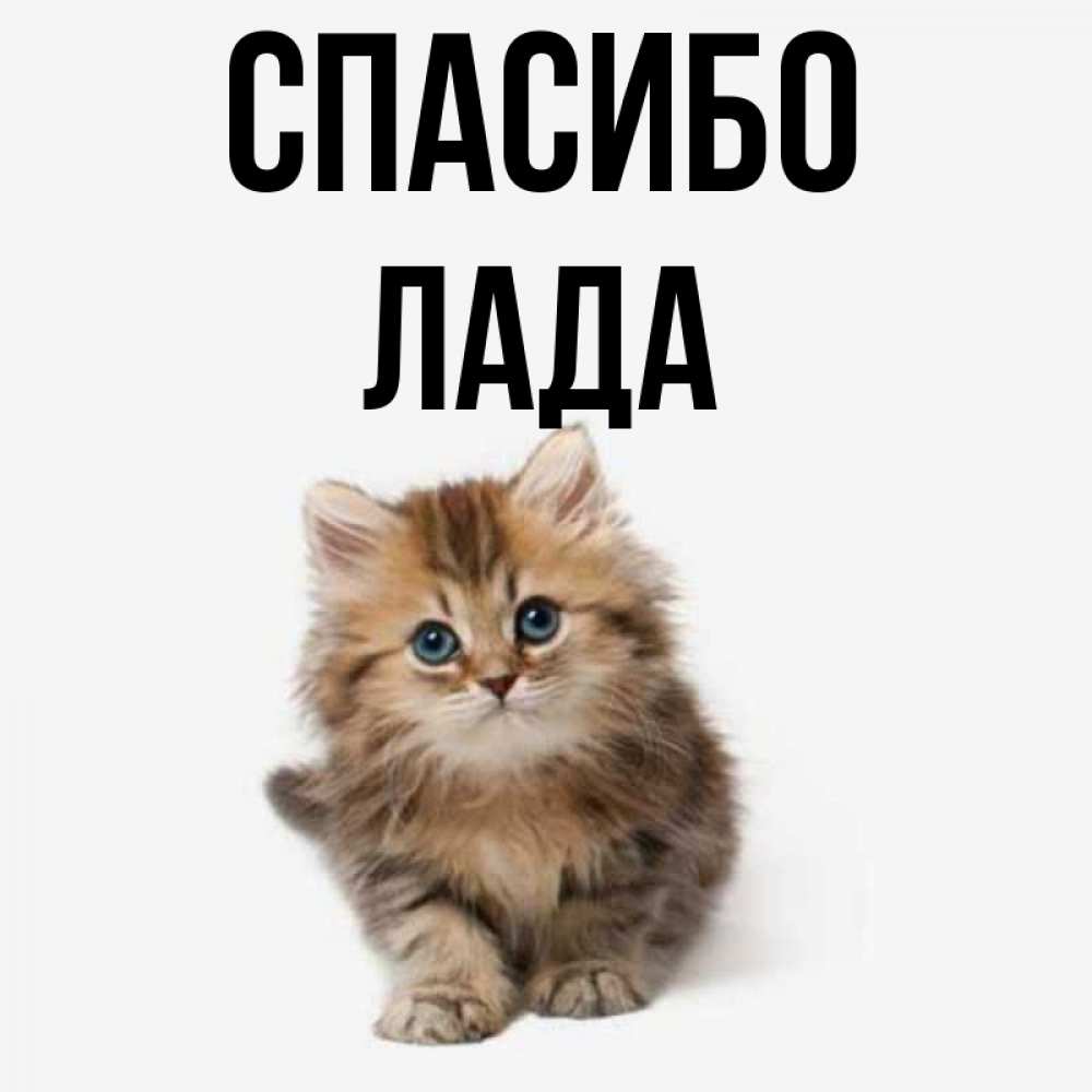 Открытка на каждый день с именем, Лада Спасибо пушистый котик Прикольная открытка с пожеланием онлайн скачать бесплатно 
