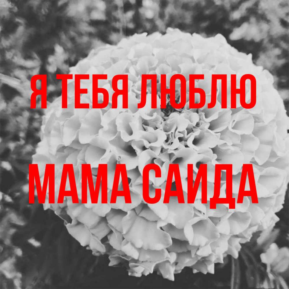 Открытка на каждый день с именем, Мама-Саида Я тебя люблю подпись Прикольная открытка с пожеланием онлайн скачать бесплатно 