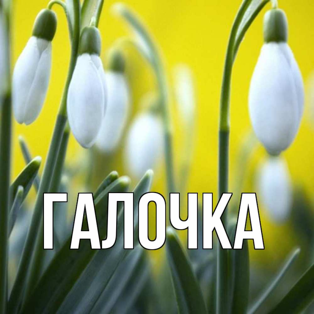 Открытка на каждый день с именем, Галочка Главная весенние цветы Прикольная открытка с пожеланием онлайн скачать бесплатно 