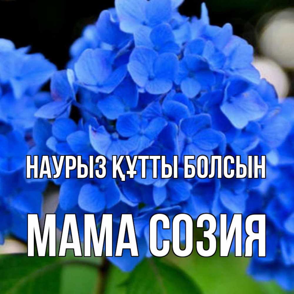 Открытка на каждый день с именем, Мама-Созия Наурыз құтты болсын синие цветы Прикольная открытка с пожеланием онлайн скачать бесплатно 