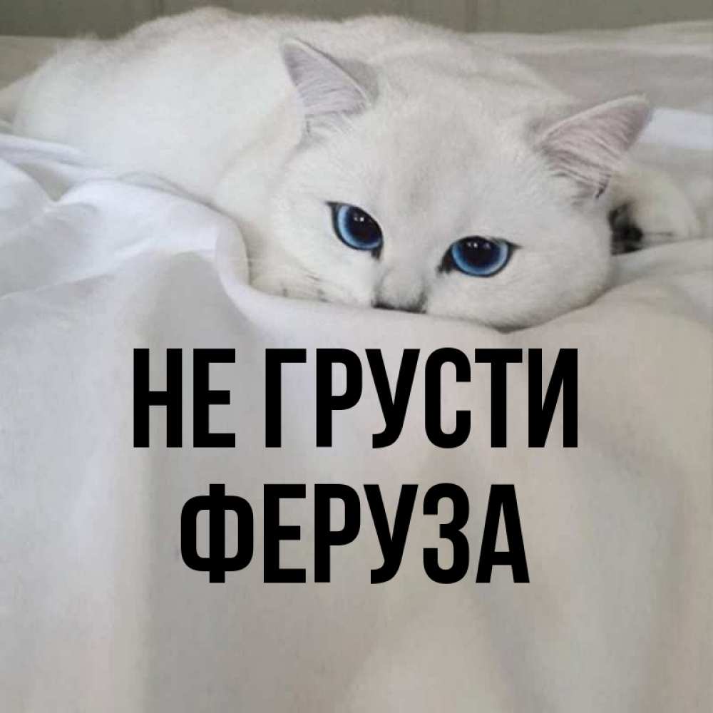 Котик не грусти картинки