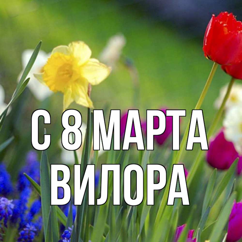 Открытка на каждый день с именем, Вилора С 8 марта международный женский день 3 Прикольная открытка с пожеланием онлайн скачать бесплатно 