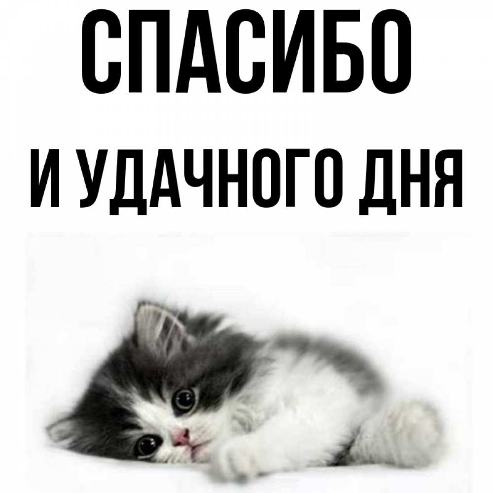 Открытка на каждый день с именем, И-УДАЧНОГО-ДНЯ Спасибо черный и белый кот Прикольная открытка с пожеланием онлайн скачать бесплатно 