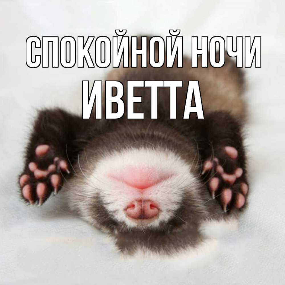 Открытка на каждый день с именем, Иветта Спокойной ночи зверек Прикольная открытка с пожеланием онлайн скачать бесплатно 