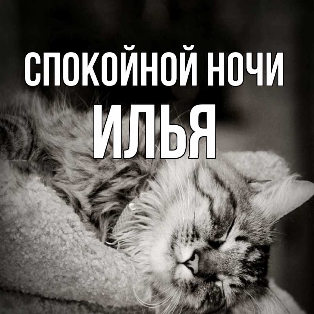 Открытка на каждый день с именем, Илья Спокойной ночи котярик пушистый Прикольная открытка с пожеланием онлайн скачать бесплатно 