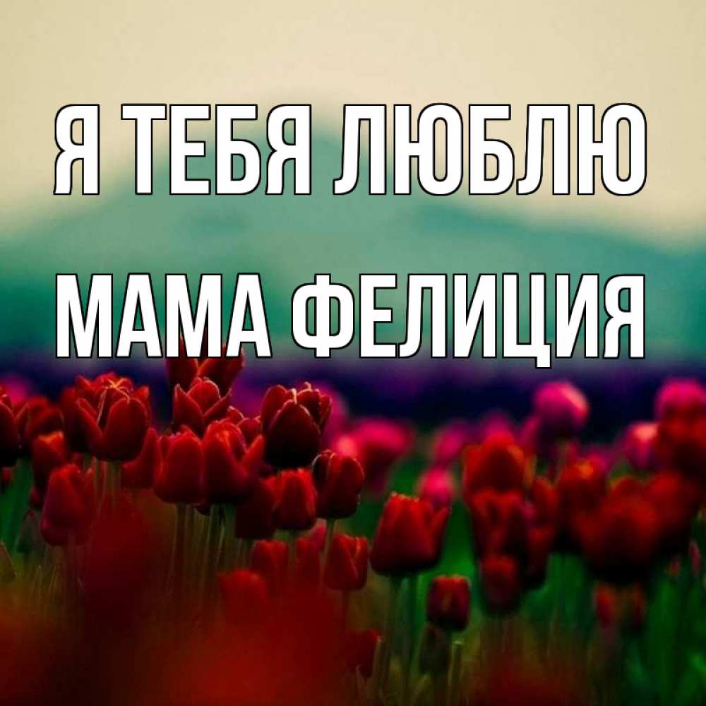 Открытка на каждый день с именем, Мама-Фелиция Я тебя люблю тюльпаны 4 Прикольная открытка с пожеланием онлайн скачать бесплатно 