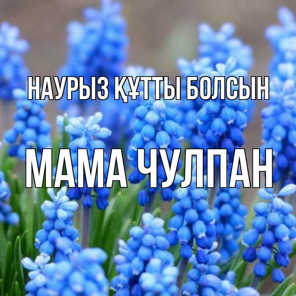 Открытка на каждый день с именем, Мама-Чулпан Наурыз құтты болсын Поздравительная открытка для женщин с цветами на праздничную дату Прикольная открытка с пожеланием онлайн скачать бесплатно 