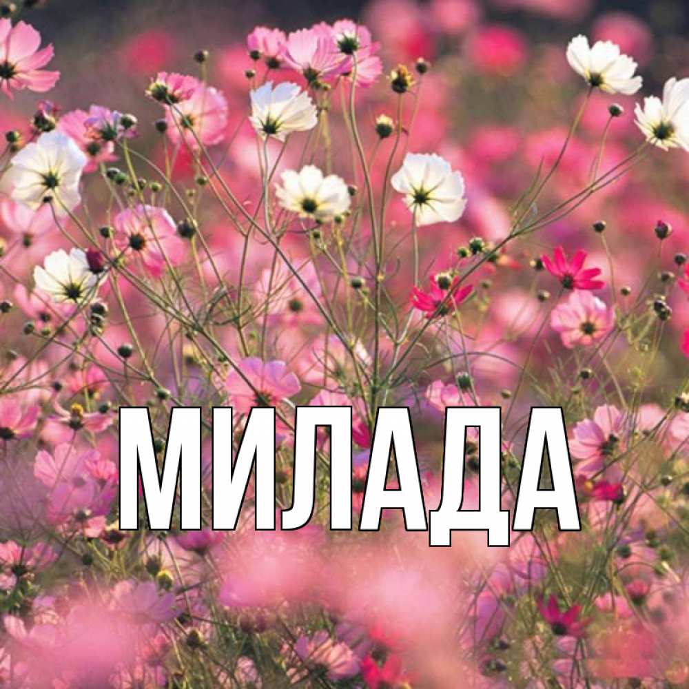 Открытка на каждый день с именем, Милада Главная красиво 1 Прикольная открытка с пожеланием онлайн скачать бесплатно 