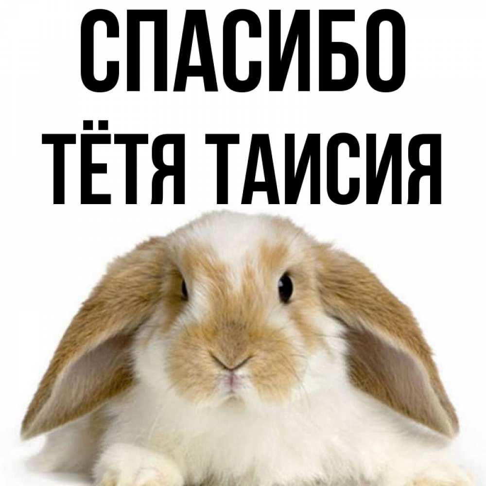 Открытка на каждый день с именем, Тётя-Таисия Спасибо коричнево белый заяц Прикольная открытка с пожеланием онлайн скачать бесплатно 