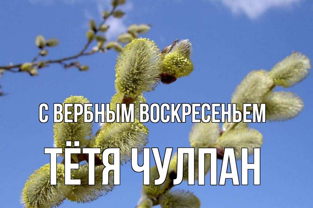 Открытка на каждый день с именем, Тётя-Чулпан С вербным воскресеньем верба Прикольная открытка с пожеланием онлайн скачать бесплатно 